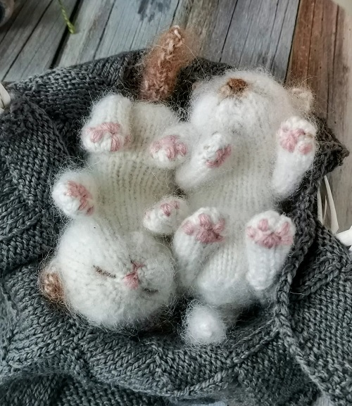 Sleeping Kitten