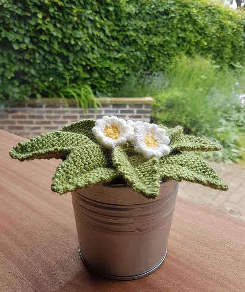 Knitted Primrose